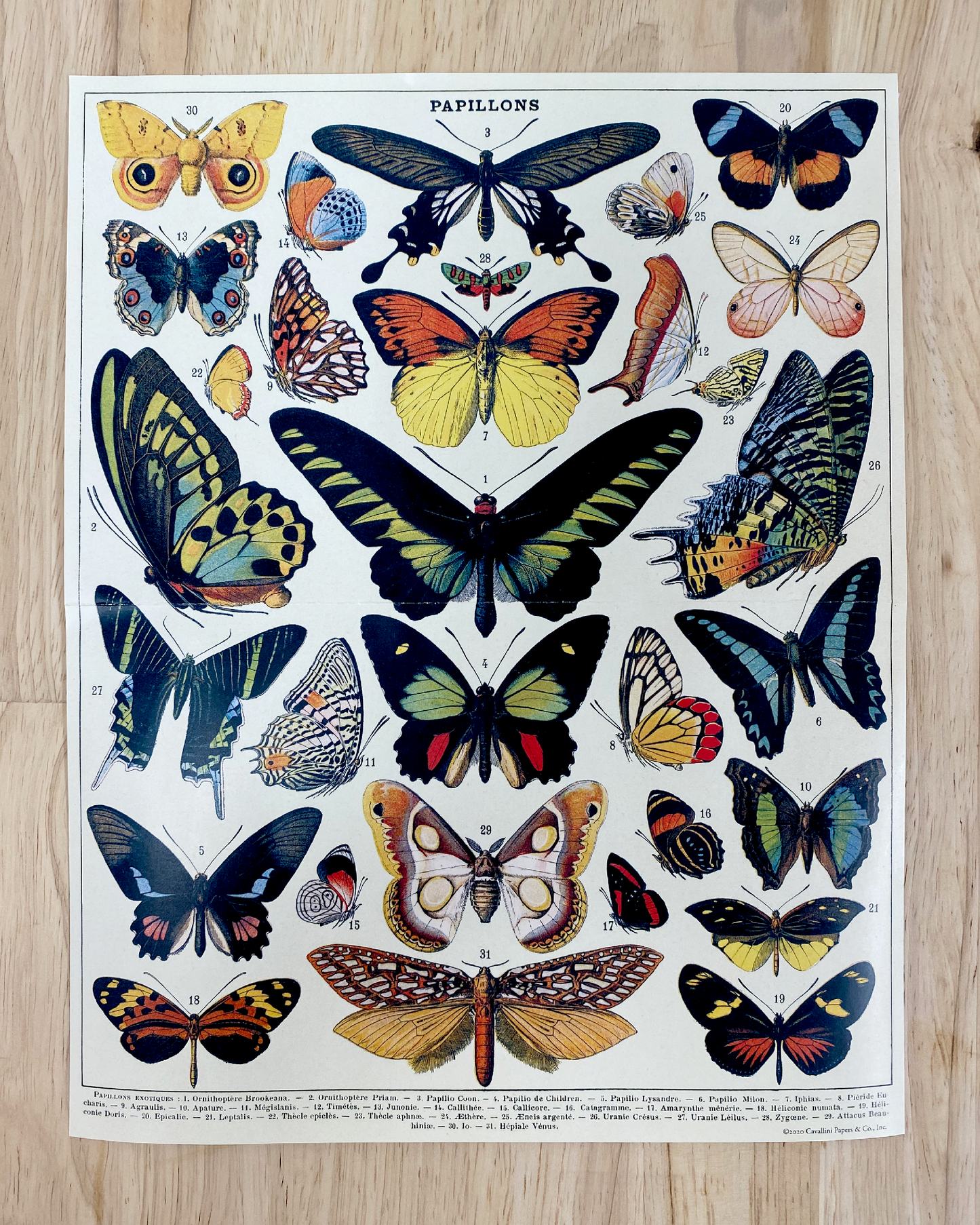 Cavallini Butterfly Puzzle